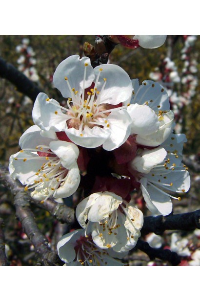 Квіти абрикоса Дарій під час весняного цвітіння